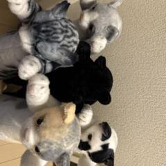 激レア猫のぬいぐるみ 5匹セットたっちいZooにゃんこ 激レア猫のぬいぐるみ 5匹セットたっちいZooにゃんこ - メルカリ