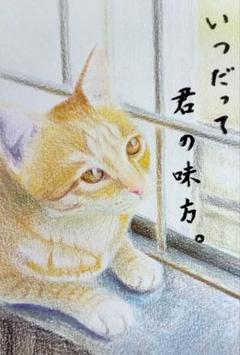 猫の絵 色鉛筆画 手描き 原画 ポストカードサイズ - メルカリ