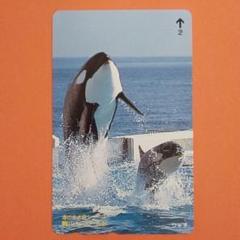 鴨川シーワールド・シャチ・海の生き物シリーズ