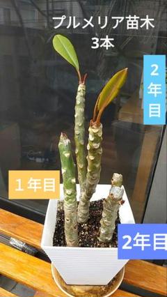 プルメリア苗木【3本】 - メルカリ