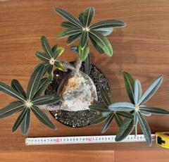 8LABO HACHILABO ②　鉢 植木鉢 パキプス アガベ グラキリス 植物と鉢 – ハチラボ