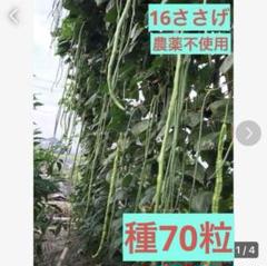 ささげ豆 規格外ささげ豆⭐︎無農薬⭐︎国産⭐︎令和7年7月収穫⭐︎500g