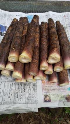 真竹 たけのこ 約8キロ