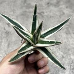多肉植物 アガベ 氷山 特選 スーパーコンパクト 極上美株 希少株