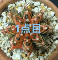 チッチ様専用】ギムノカリキウム ミハノビッチ 緋牡丹錦 3点と