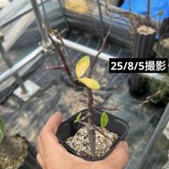 2025年最新】コミフォラ 実生の人気アイテム - メルカリ