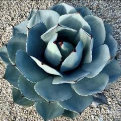 2月入荷 700粒+ パリー トランカータ 種 種子 証明書あり30 種子】Agave parryi var.truncata パリートランカータ 20粒