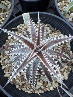 ブロメリア・エアープランツ Dyckia Neo ディッキア Dyckia ② - メルカリ