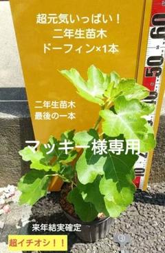 woopsイチジク いちじく 穂木 苗 穂木 イチジク - メルカリ