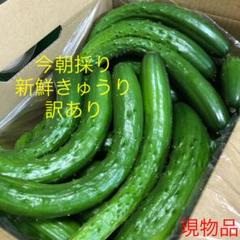 農家直送新鮮野菜キュウリ即購入OKきゅうり胡瓜