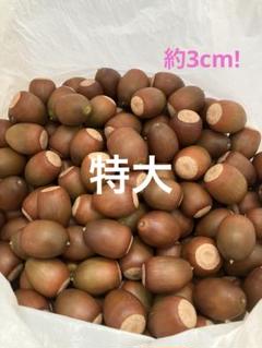 特大サイズ くぬぎ あべまき どんぐり 30個 木の実
