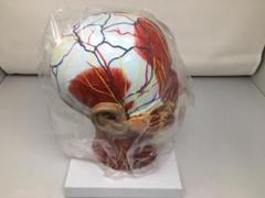 2309 頭蓋骨模型 頭部神経構造モデル - メルカリ