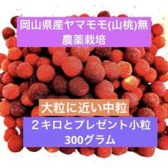 2025年最新】ヤマモモ 大粒の人気アイテム - メルカリ