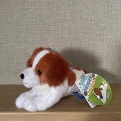 コーイケルホンディエのおでこちゃん　LMC　ぬいぐるみ　リラックス