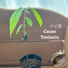 富有柿➕桃の木　苗木　3歳実生　農薬不使用　果樹ポットごとメルカリ便発送 富有柿➕桃の木 苗木 3歳実生 農薬不使用 果樹ポットごと