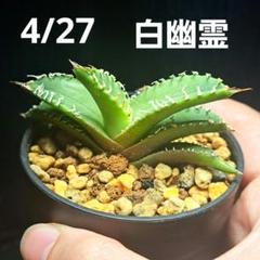 ssan様速達専用 アガべ チタノタ 白幽霊‼️ アガベ・チタノタ 白幽霊（芽）-005｜agave titanota white