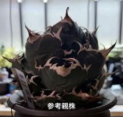 専用出品！同封割適用！大株！白鯨④白鯨⑤ 2025年最新】白鯨 中株の人気アイテム - メルカリ