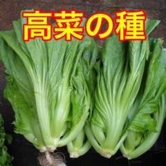高菜の種 2000粒