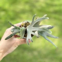 P.willinckii Totoro spore 4 ビカクシダ