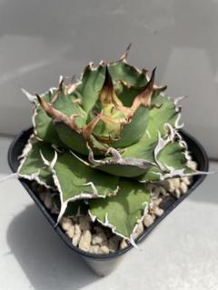 【アガベ】凱撒 SUPER シーザー　金剛セット！！ アガベ スーパーシーザー Agave titanota 'Super Caesar'｜多肉