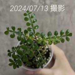 2024年最新】オペルクリカリア パキプス 実生の人気アイテム - メルカリ