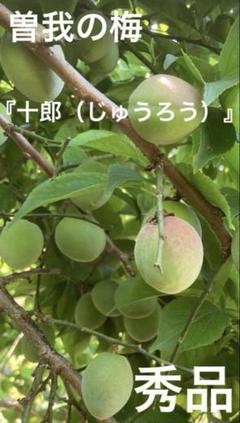 農家が無農薬で栽培 梅7.7キロ 箱込み 梅の実 注文後に収穫 枝