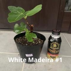 愛音 様専用 特価 White Madeira #1苗 イチジク苗 いちじく苗