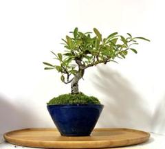 ピラカンサ　[根上がり半懸崖]　小品盆栽 ピラカンサ [根上がり半懸崖] 小品盆栽 （ピラカンサ 【 24 B