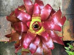 Neoregeliaセット　① Bromeliad Neoregelia Variegated 'Acid Test' Vinzant | 6
