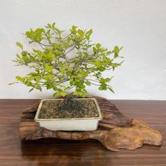盆栽台・花台 m45093914631_1.jpg?1731315365