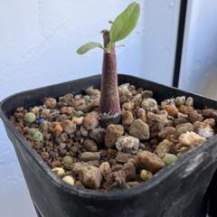 発芽確認済みアデニア ペチュエリー 種子 5粒+α え*す様 発芽確認済みアデニア ペチュエリー 種子 5粒