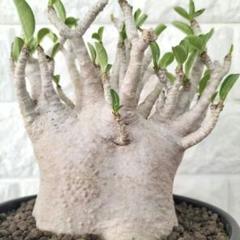 a23 アデニウム スーパードワーフ 塊根植物 コーデックス アラビカム a23 アデニウム スーパードワーフ 塊根植物 コーデックス