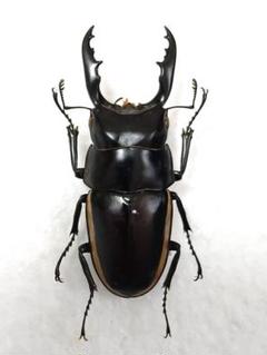 ウォレスノコギリクワガタ標本 m27948004622_1.jpg?1678201891