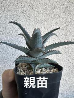 メルカリ便発送☆多肉植物 アロエ属 悪の女王(ちょび根苗です) メルカリ便発送☆多肉植物 アロエ属 悪の女王(ちょび根苗です