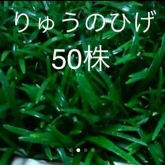 玉竜専門農家⭐立派⭐ヤマト運輸より箱で最短発送します(^O^)v