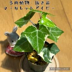 2025年最新】ivvyブロマイドの人気アイテム - メルカリ
