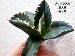 2025年最新】アガベ 狼人 錦の人気アイテム - メルカリ