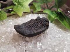 【自由研究にイチオシ！】 三葉虫 〜カンブリア紀〜 『結晶化された化石』 自由研究にイチオシ！】 三葉虫 〜カンブリア紀〜 『結晶化され