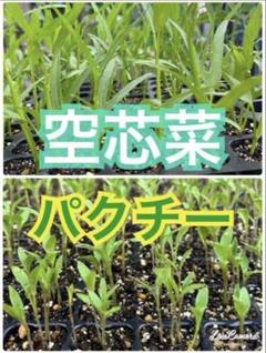 お買得 新鮮苗 空芯菜 12本 パクチー 15本 手作り有機肥料のサムネイル