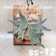 ◆◆◆P.willinckii Jade Girl spore（ss-12板） ◇◇◇P.willinckii Jade Girl spore（ss-12板） - メルカリ