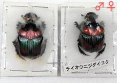 デーモンニジダイコク ペア ② 大型 標本 昆虫標本 ニジダイコクコガネ デーモンニジダイコク ペア ② 大型 標本 昆虫標本 ニジ