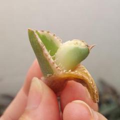 【白鋸歯】　白豪刺　鉢ごとメルカリ便発送　発根済み 白鋸歯】 白豪刺 鉢ごとメルカリ便発送 発根済み - メルカリ