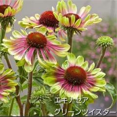 花 種 秋まきの中古 未使用品 メルカリ