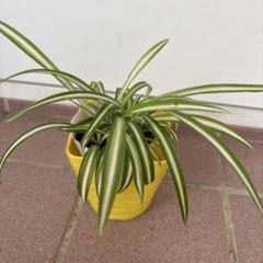 オリヅルラン　ナカフオリヅルラン　観葉植物　小苗抜き苗　斑入り　カラーリーフのサムネイル