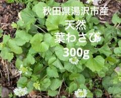 2025年最新】天然葉わさびの人気アイテム - メルカリ