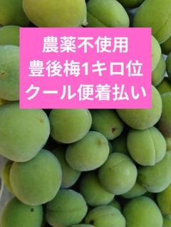 梅 8キロ 農薬不使用　明日発送 激安通販オンラインショップ】 無農薬栽培 完熟南高梅(青梅) 8