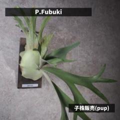 ヤ*ス様 P.FUBUKI 中株　ビカクシダ 楽天市場】ビカクシダ P.'Fubuki' 現品販売 産地直送 groote