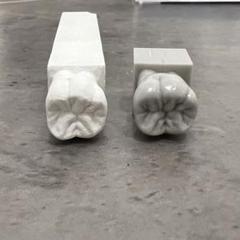 第一大臼歯 等倍大 下顎右側第一大臼歯 石膏模型 tooth plaster model