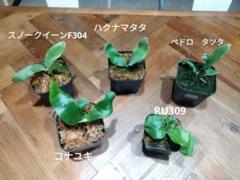 ビカクシダ5種セット ペドロ、ハクナマタタ、イエロームーンなど ビカクシダ5種セット ペドロ、ハクナマタタ、イエロームーンなど