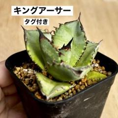 シ*イ様 【タグ付き】アガベ　チタノタ　キングアーサー（13）亞瑟王　中株 シ*イ様 【タグ付き】アガベ チタノタ キングアーサー（13